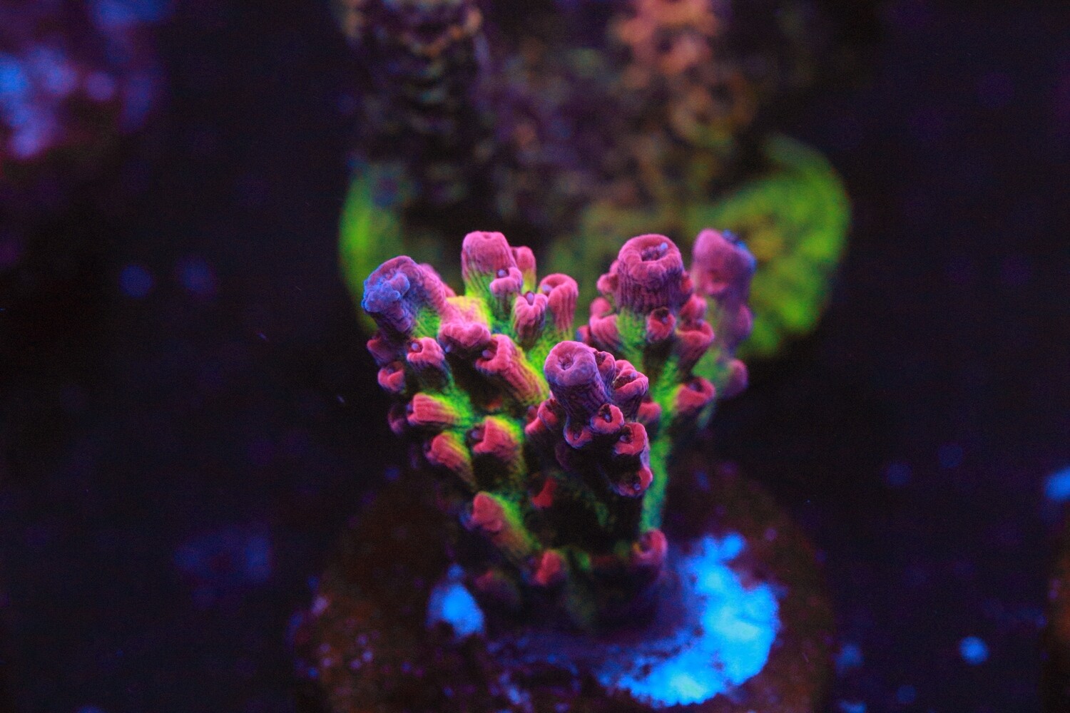 Cactus Pete OMFG Acropora WYSIWYG