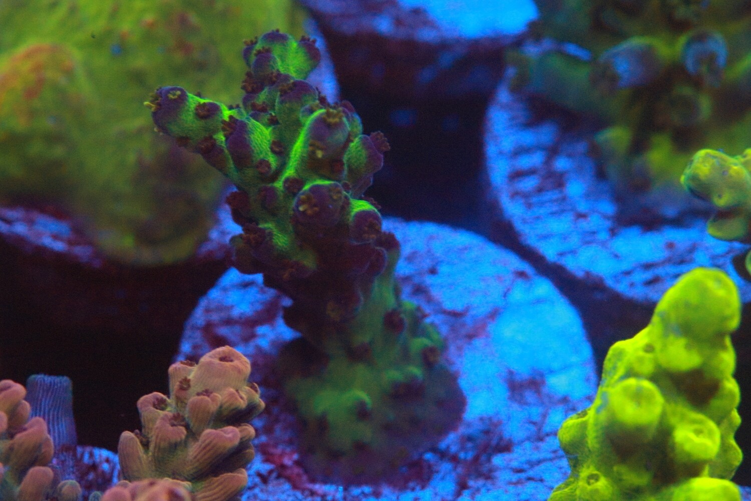 Acropora Nana WYSIWYG