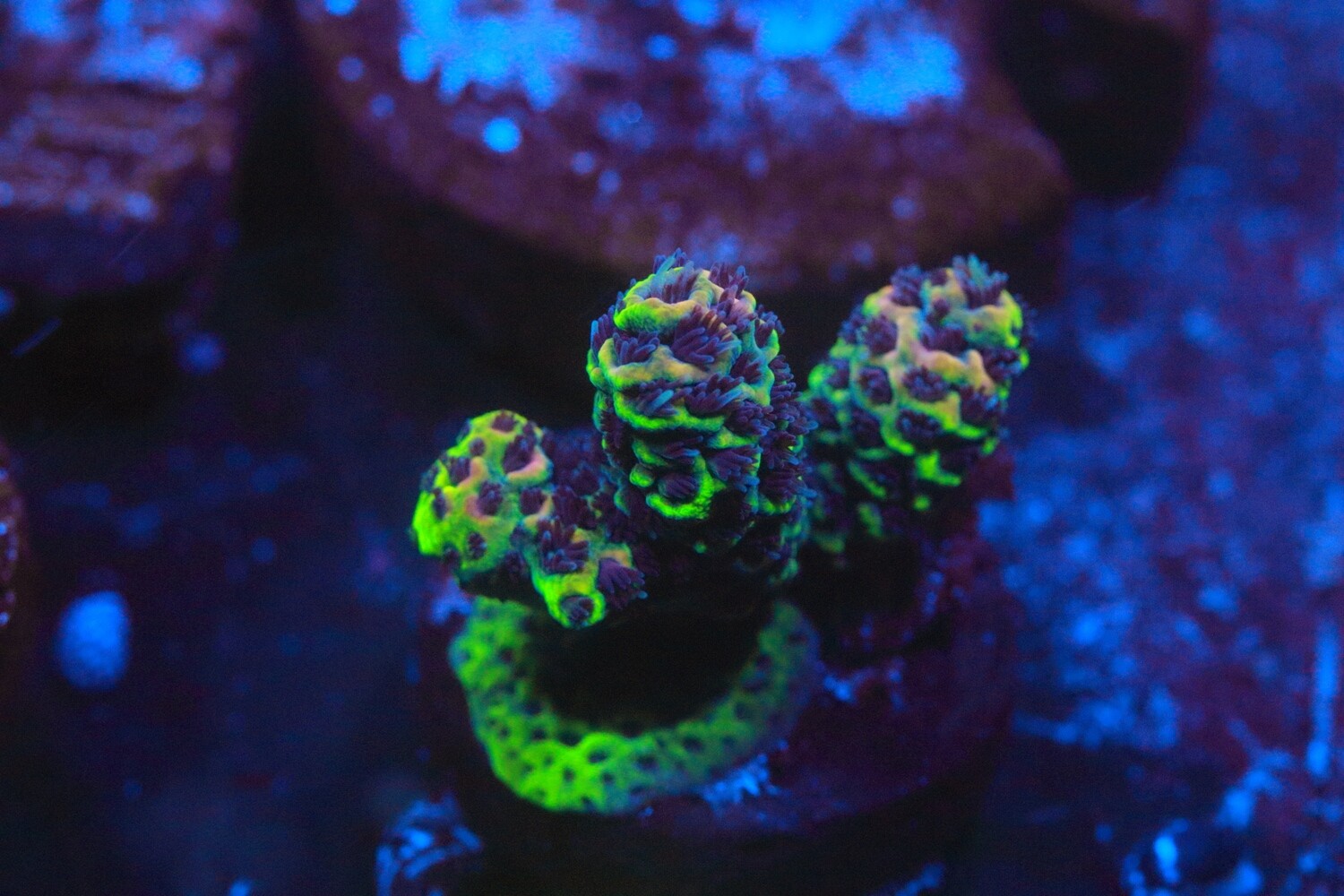 Multicolour Milli WYSIWYG