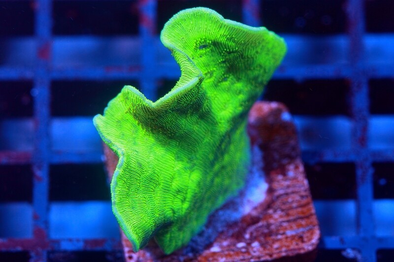 Pavona Cactus (Lettuce Coral)  - Green