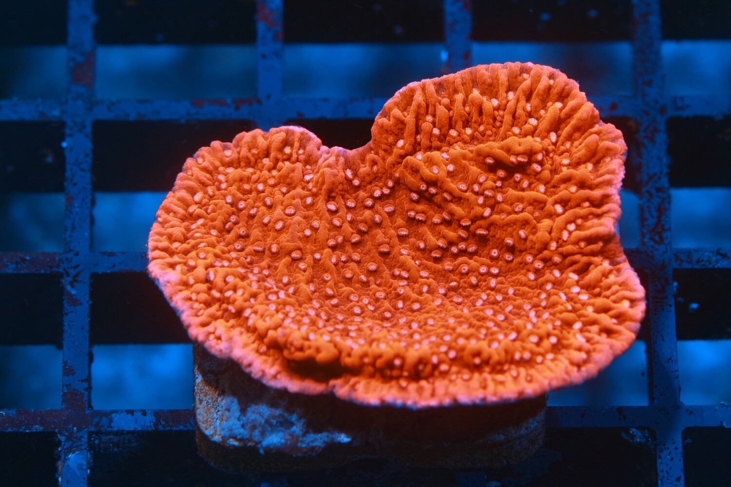 Monti capricornis - Red