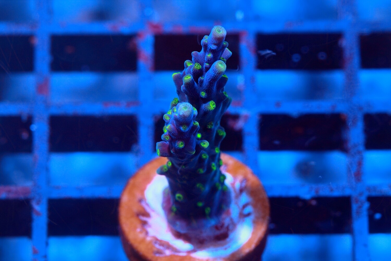 Skeletor's Lunchbox Acropora
