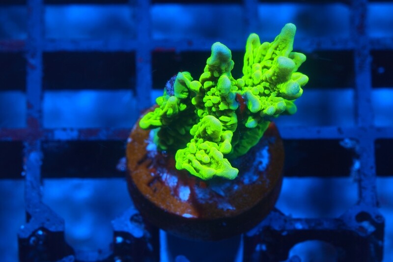 Yellow Elkhorn Montipora