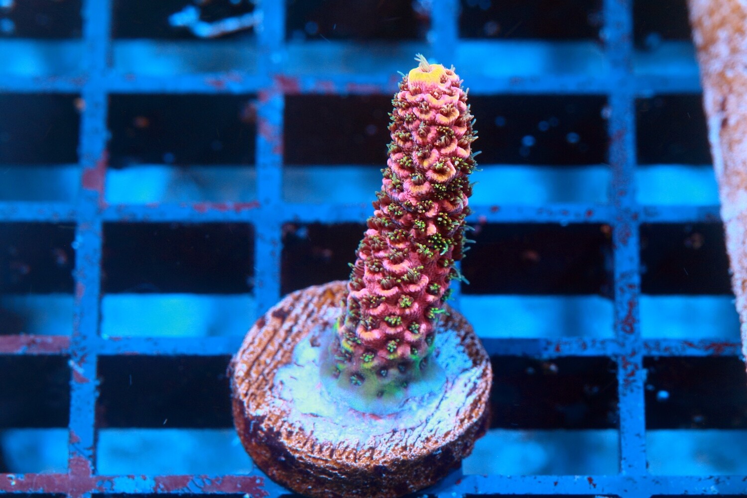 Dragonfruit Milli WYSIWYG