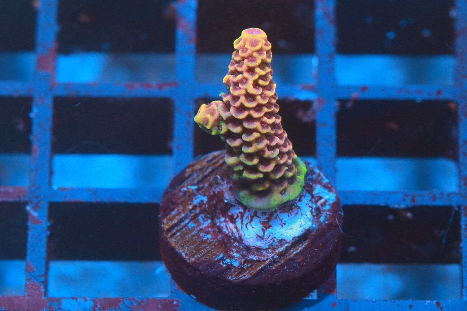 Unknown acro