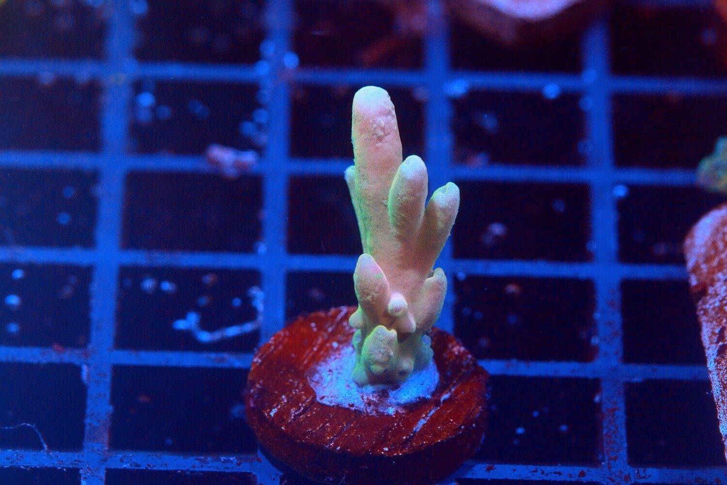Jawdropper Acro? Pre Release WYSIWYG
