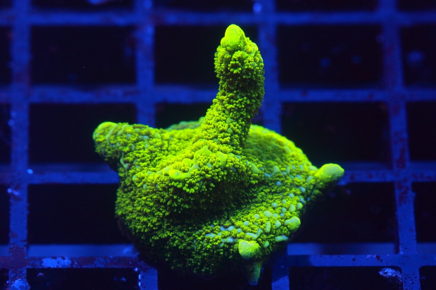 Yellow branching digi