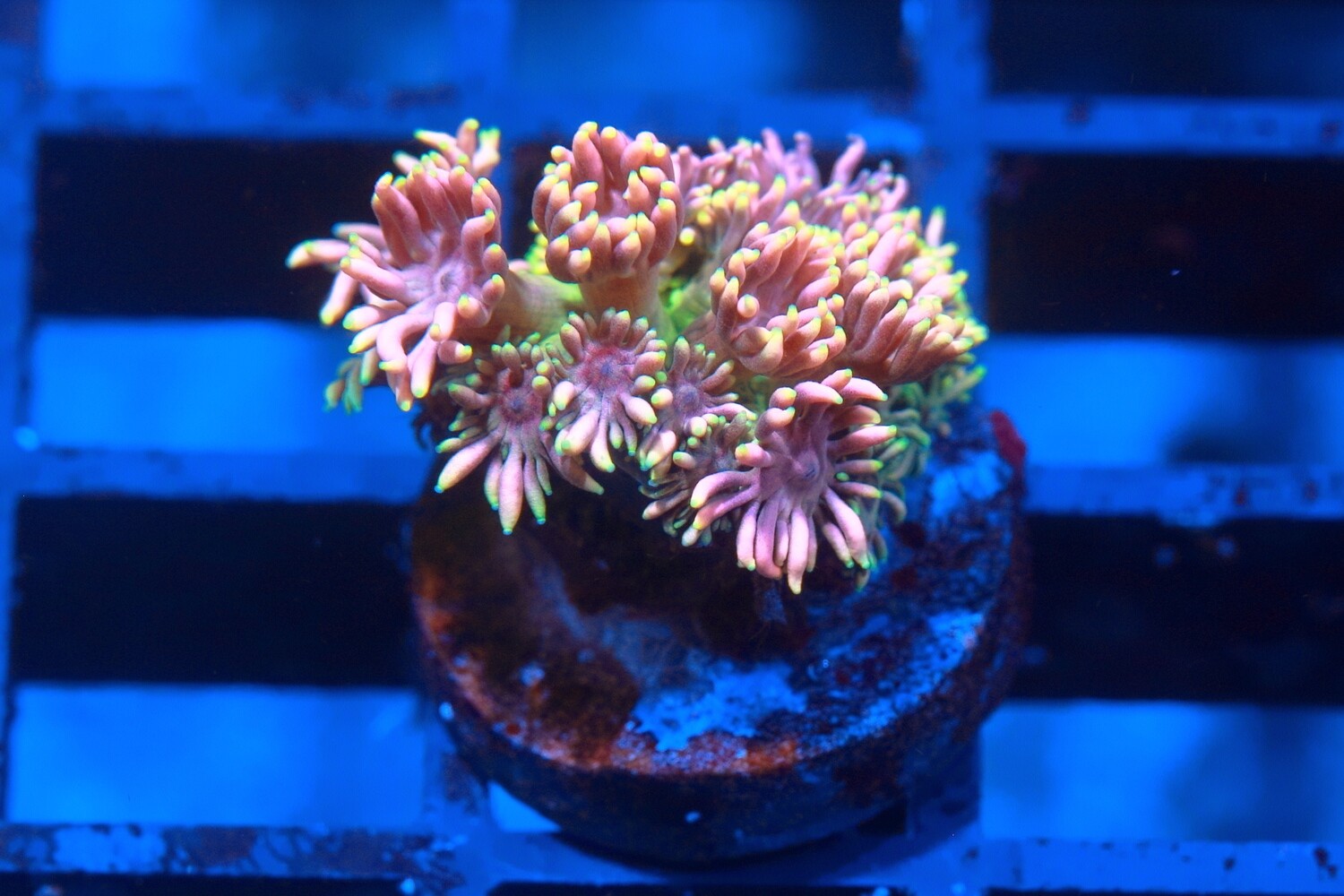 FF Meridian Rainbow Goniopora