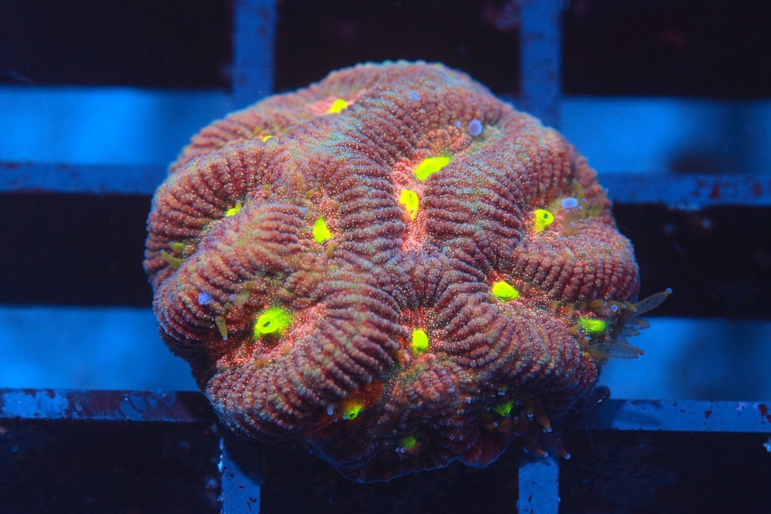 Goblin Eyes Goniastrea