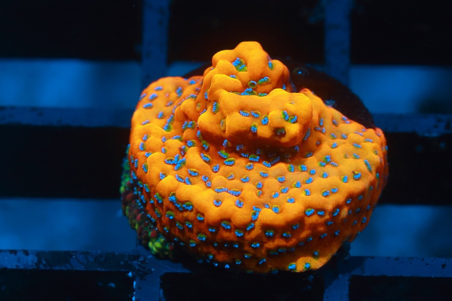 Goldrush Montipora Small WYSIWYG