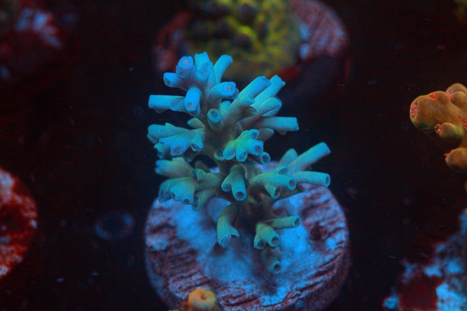 Ice Fire Echinata