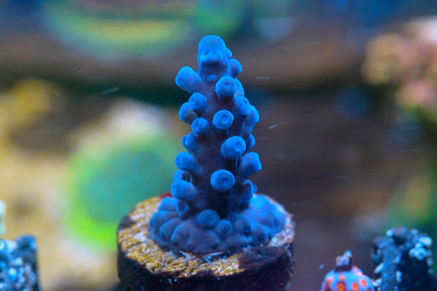 Blue Gomezi acropora