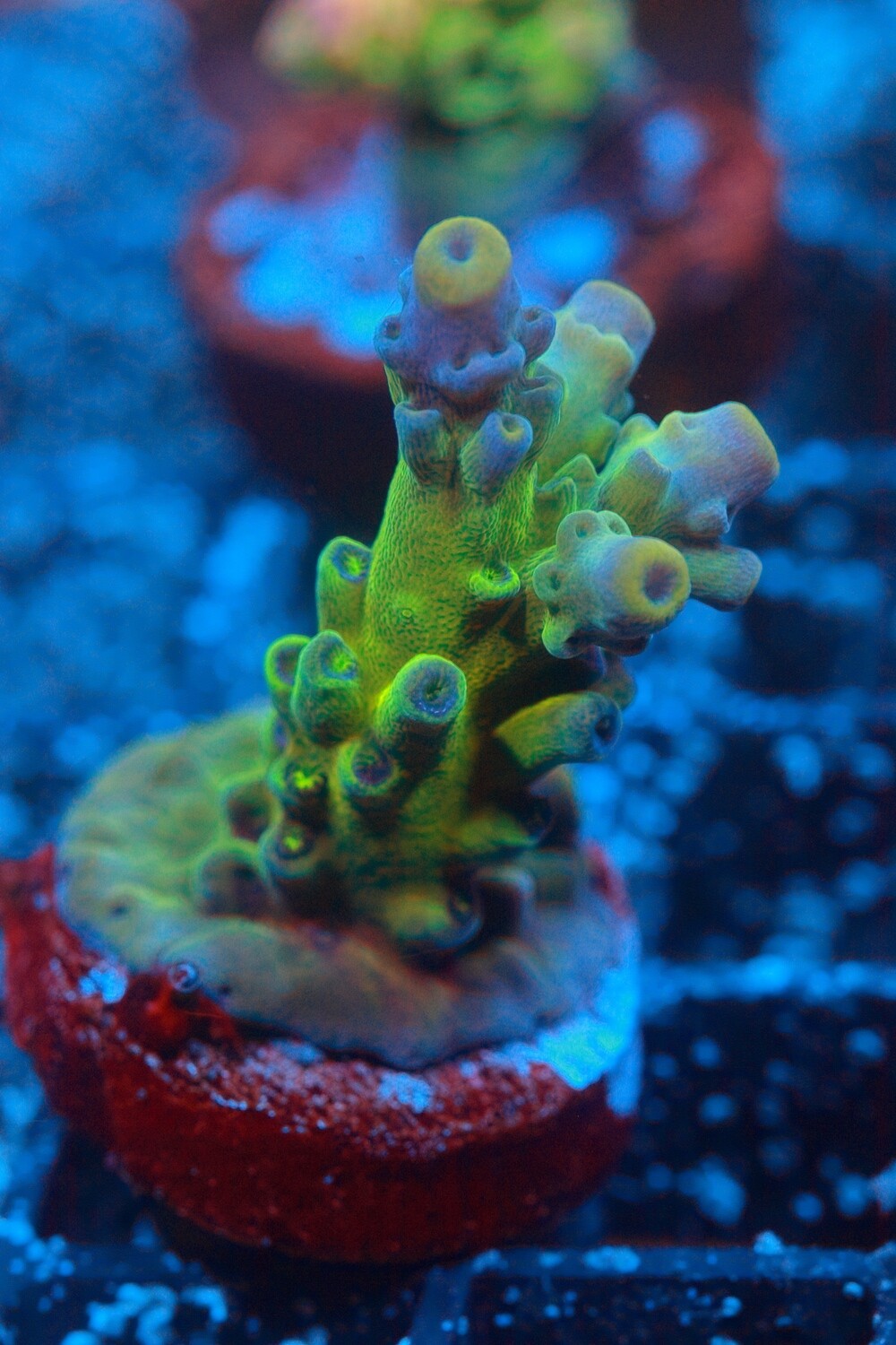 Yellow Tip Austera (aka WWC Yellow tips)