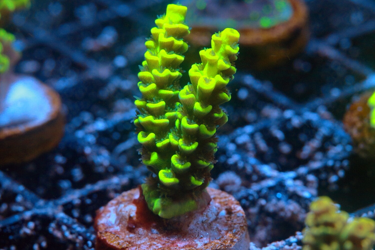 Neon Nigel Acropora