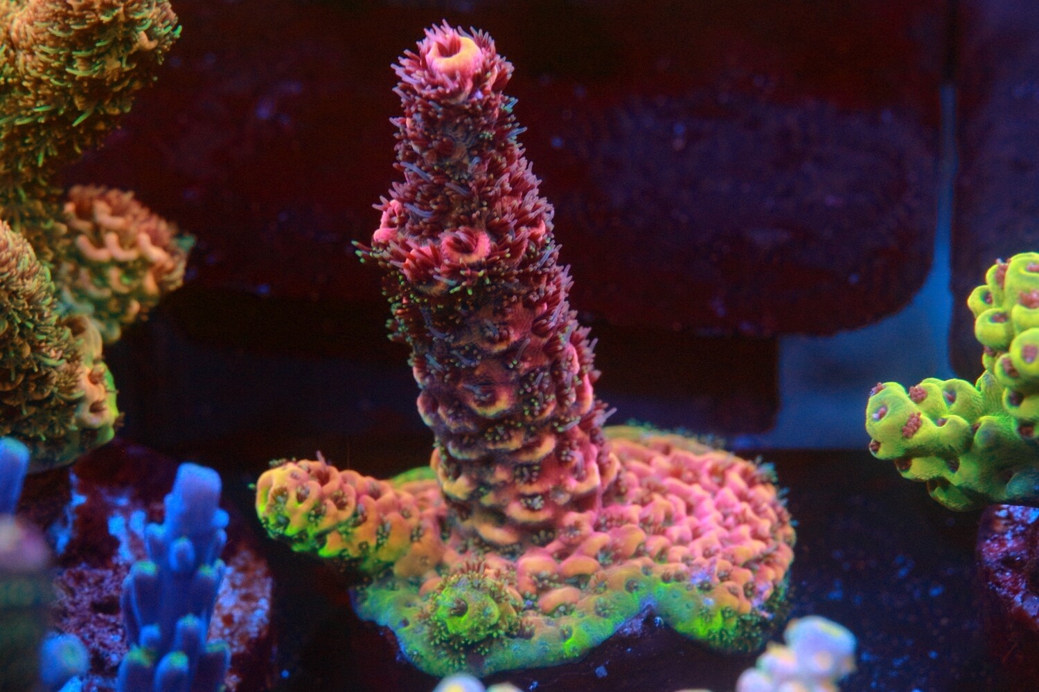 Dragonfruit Milli WYSIWYG