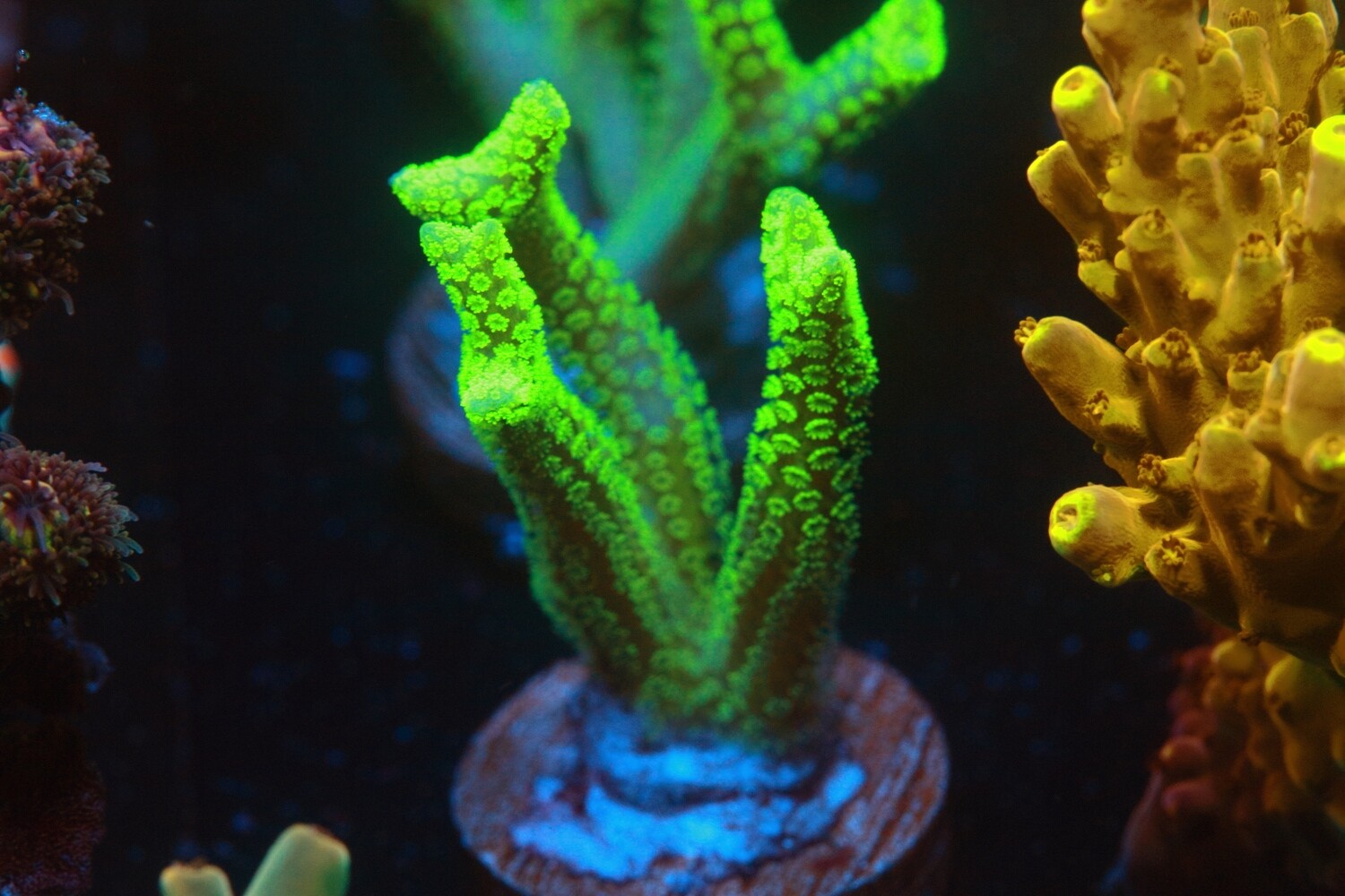 Aussie Yellow Seriatopora