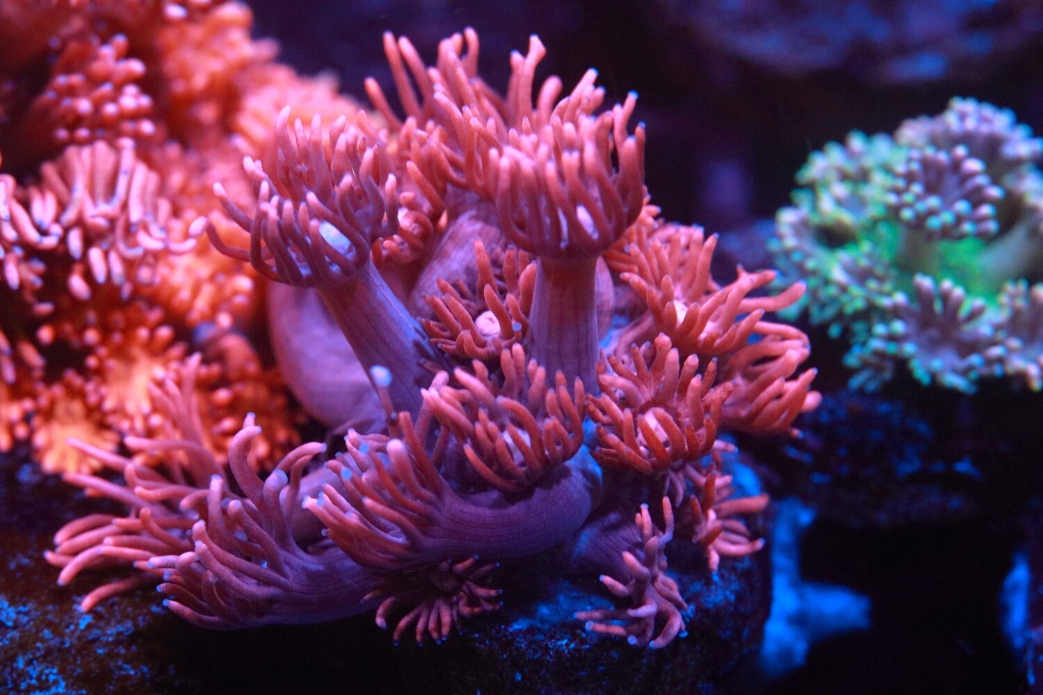 Indo Pink Goni (White oral disc) - Large Frag