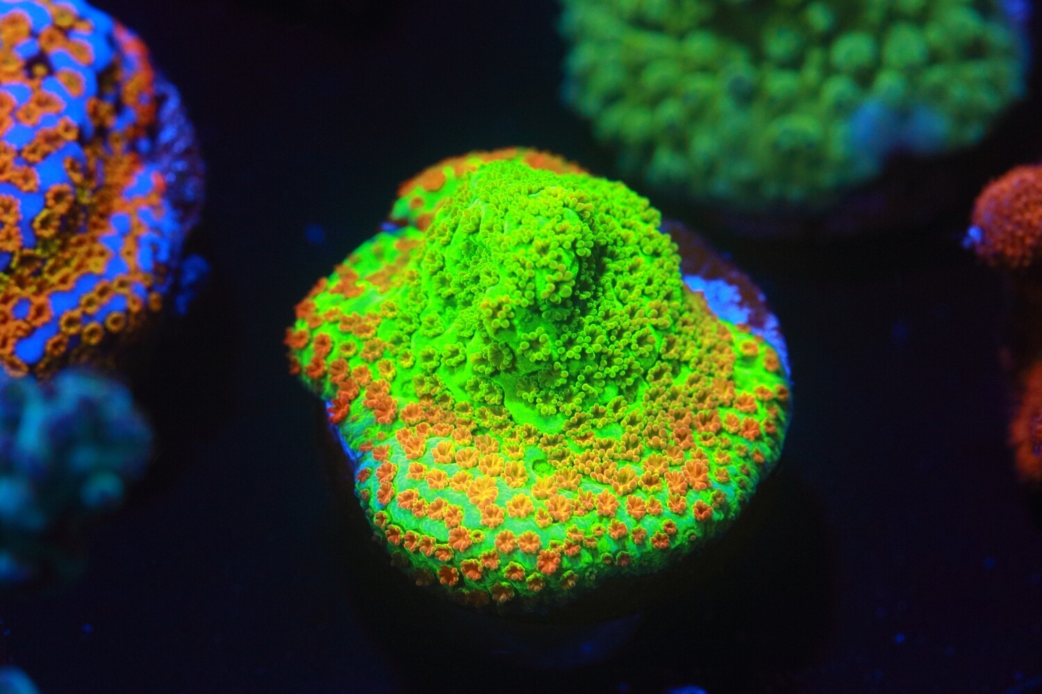Unusual strain of Rainbow monti