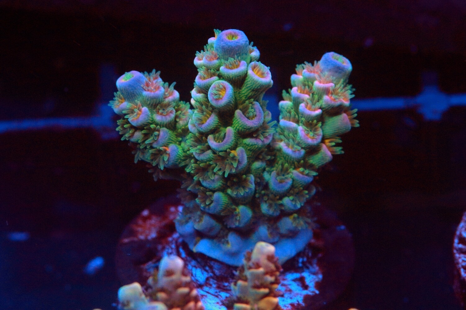 Rainbow Tenuis WYSIWYG