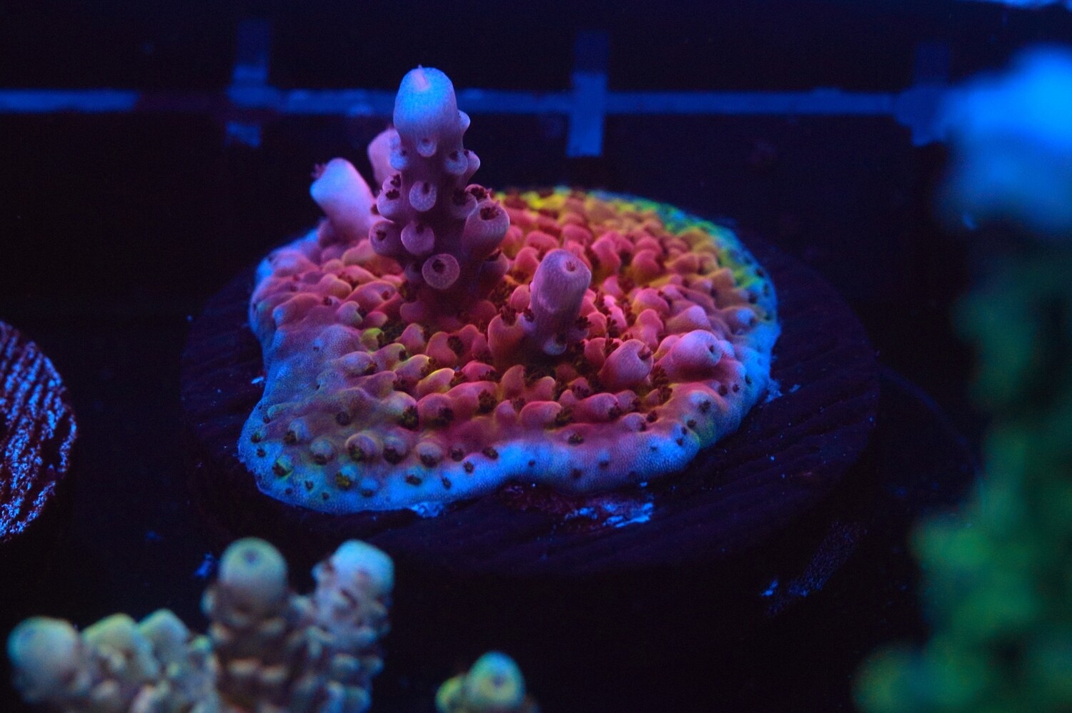 PC Rainbow acropora slither.