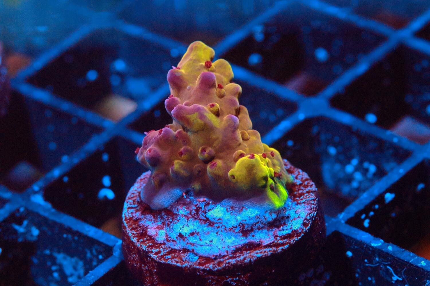 Robinhood Acropora WYSIWYG