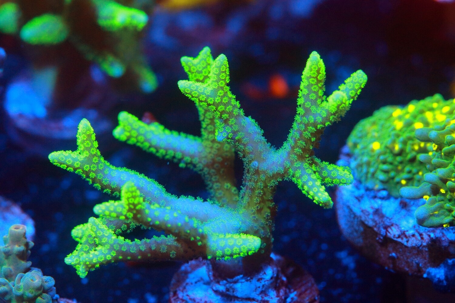 Aussie Yellow Caliendrum