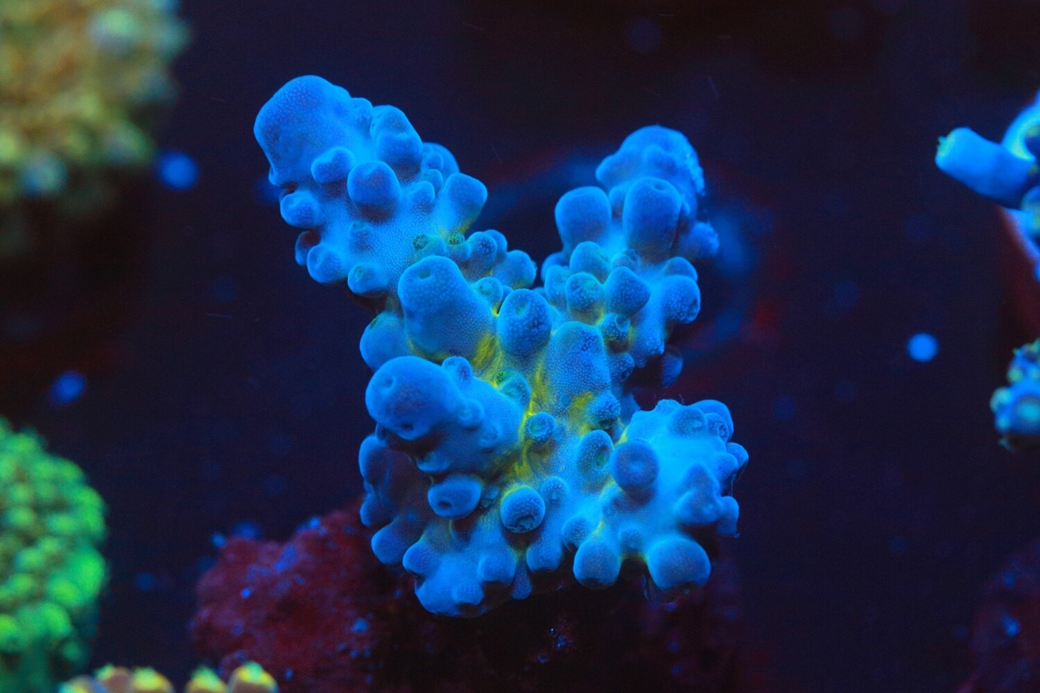 Blue tort WYSIWYG