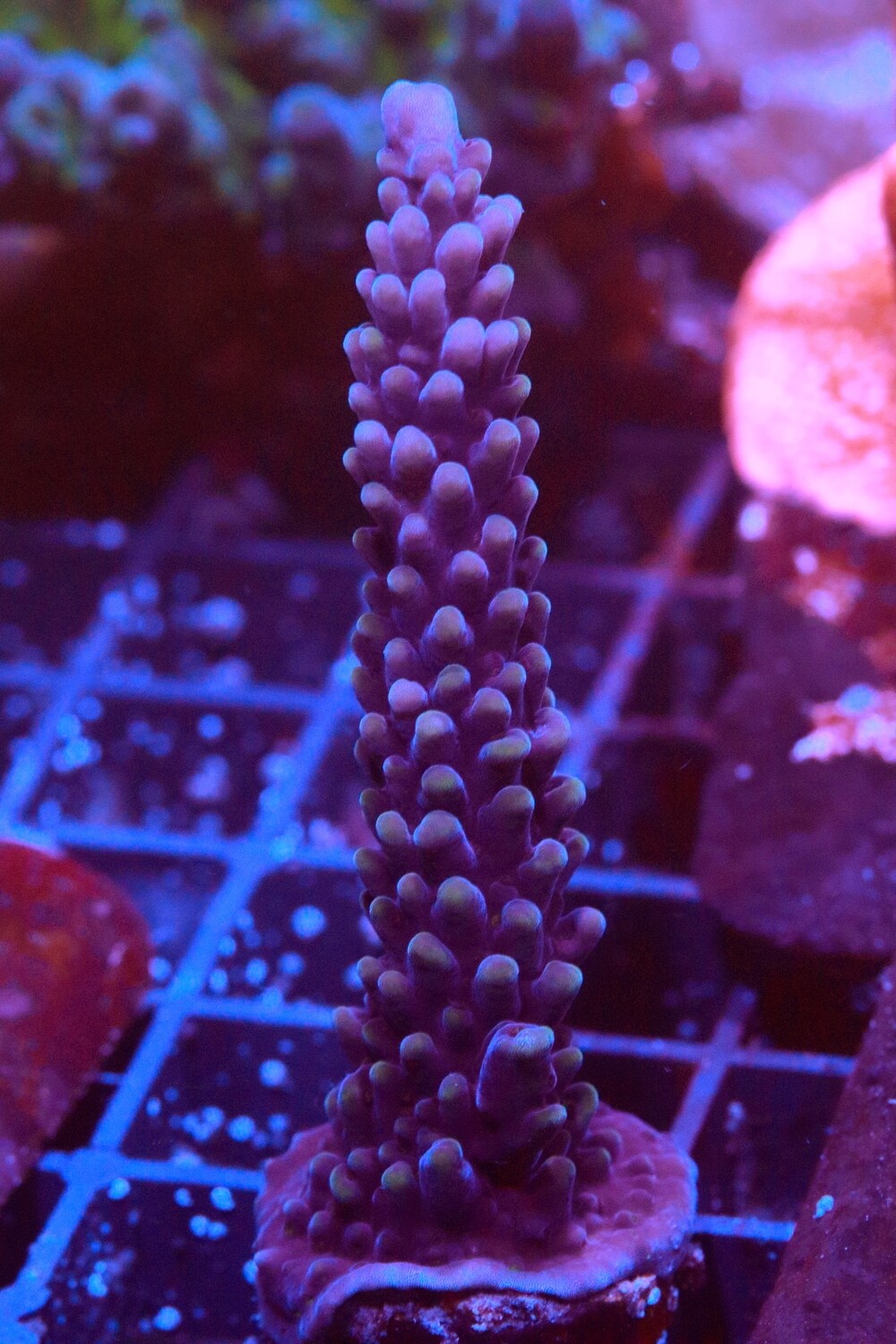 Purple Stag WYSIWYG