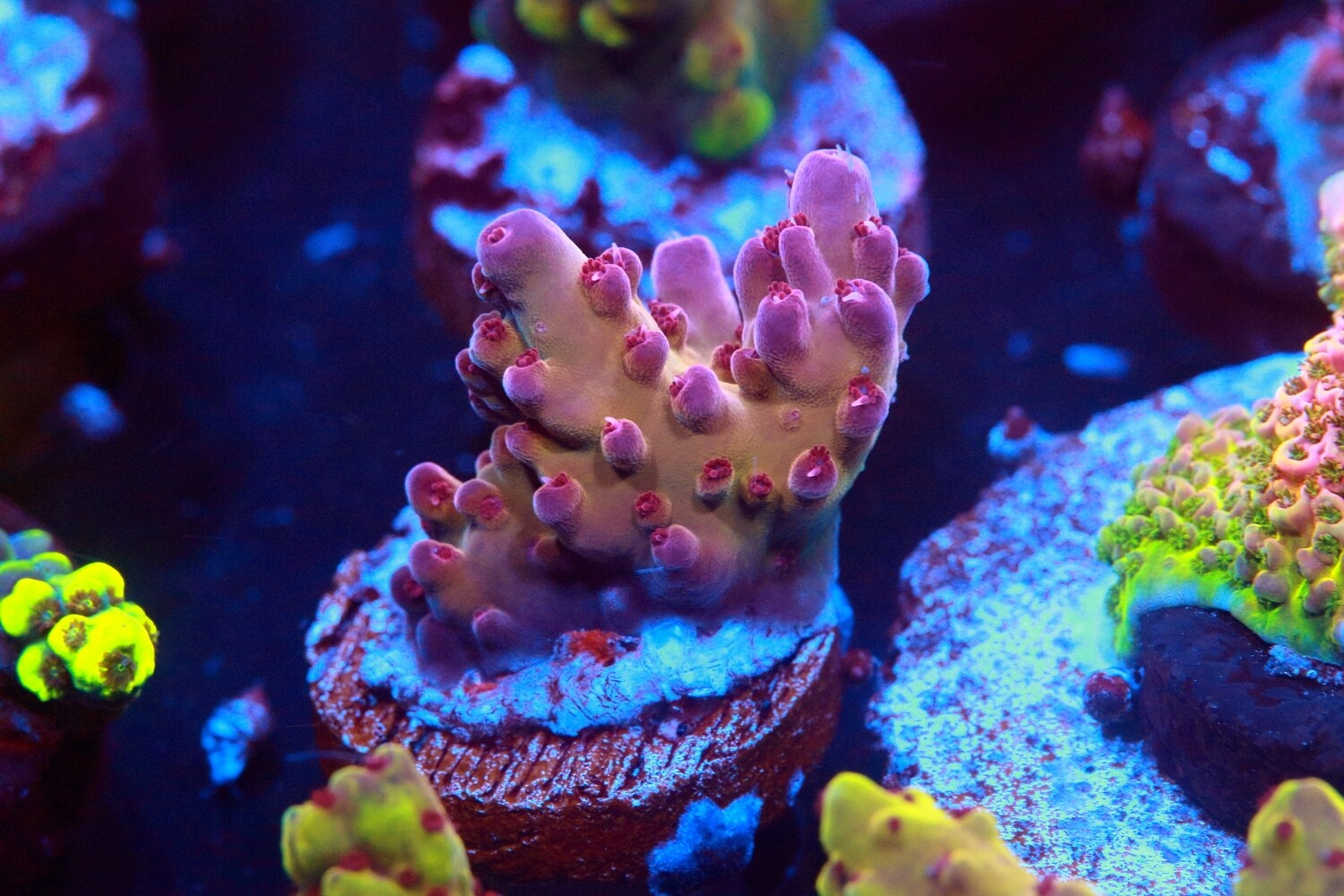Robinhood Acropora WYSIWYG