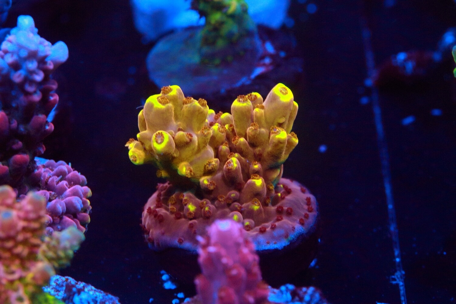 Small Golden Jawdropper