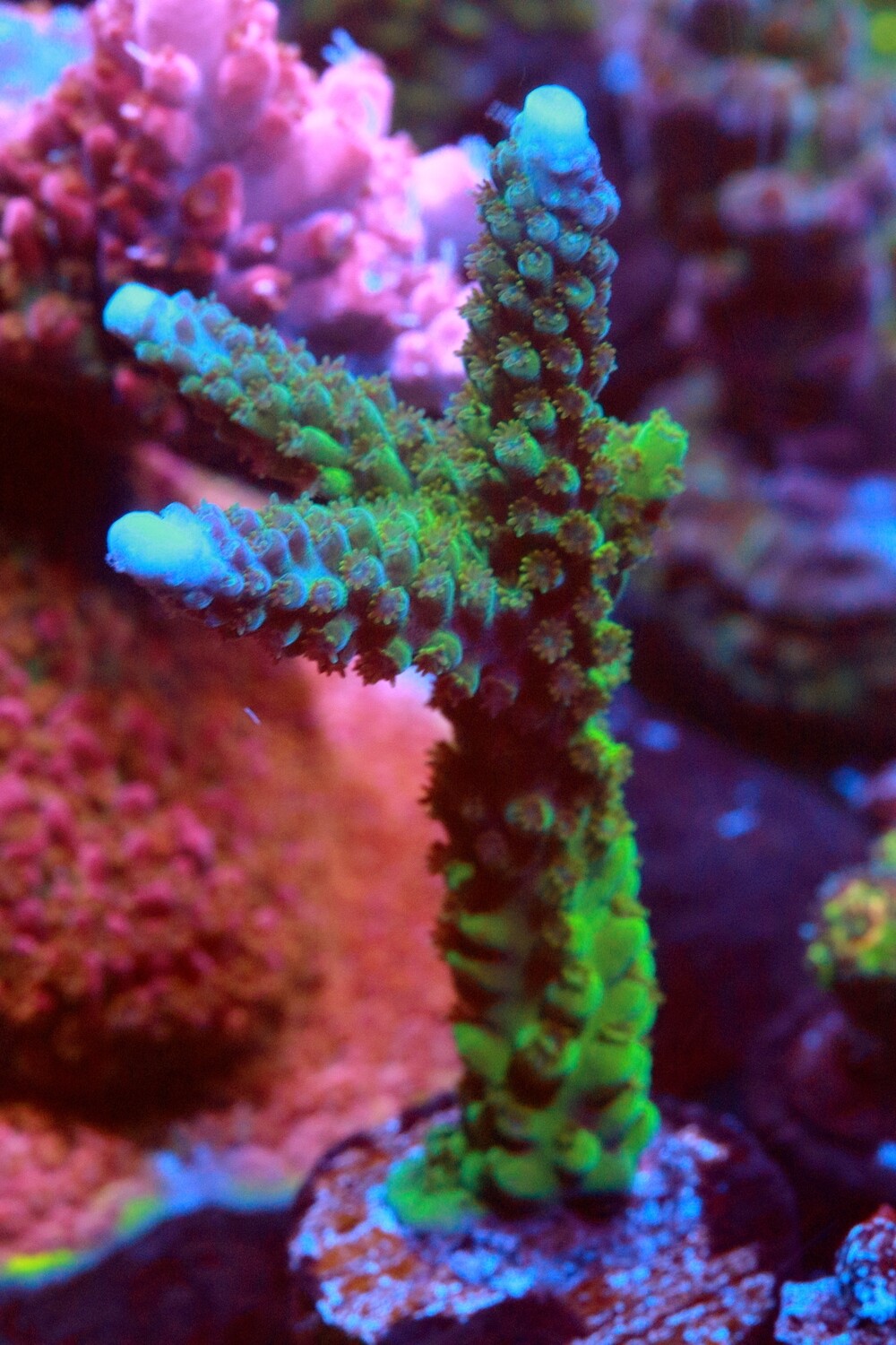 Baby blue tip stag