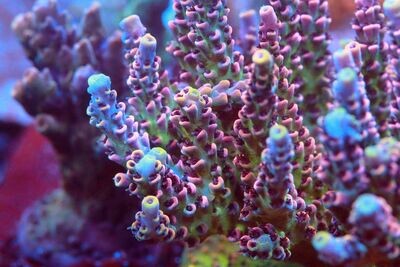 Coral Livestock