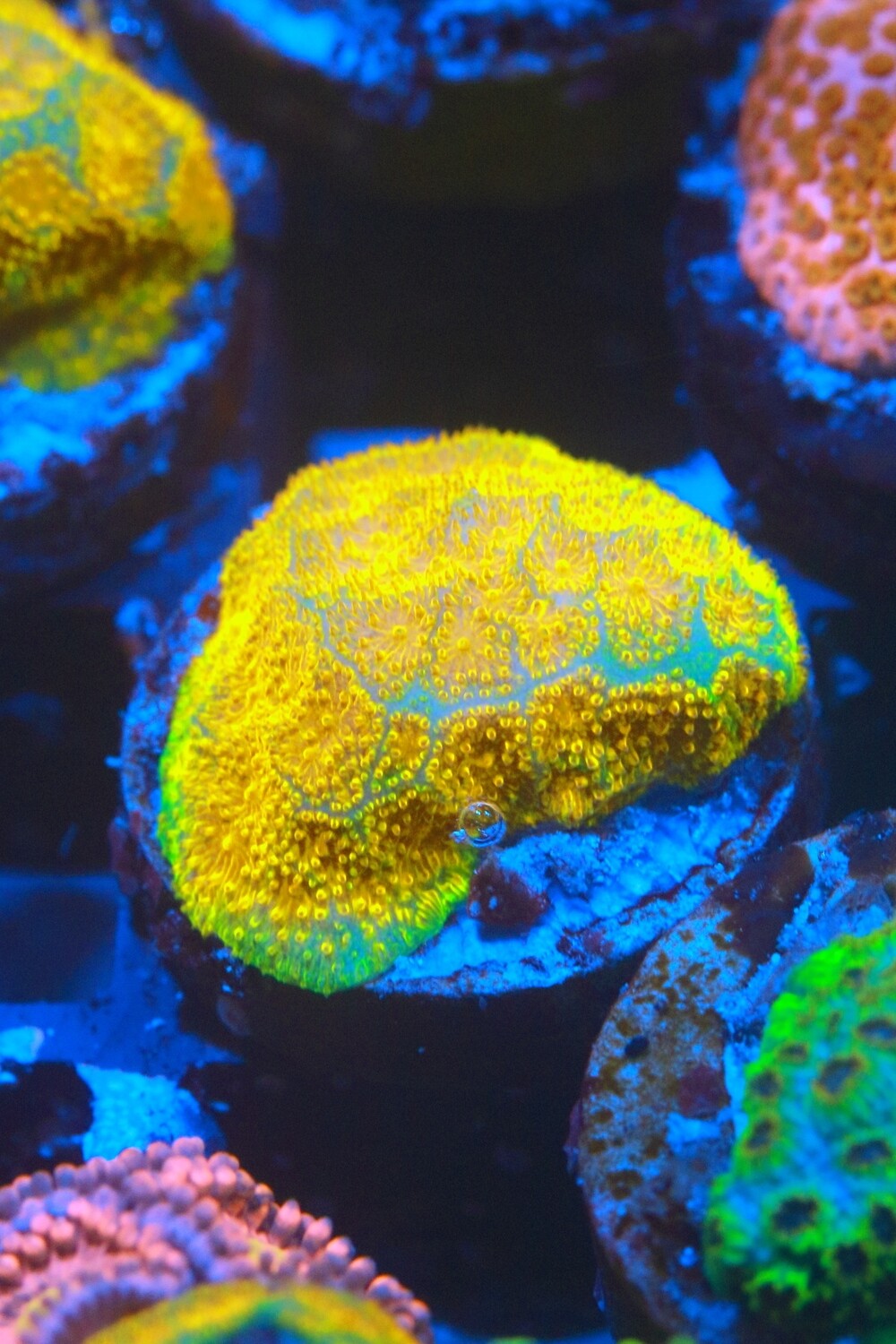 Tangerine Psammocora