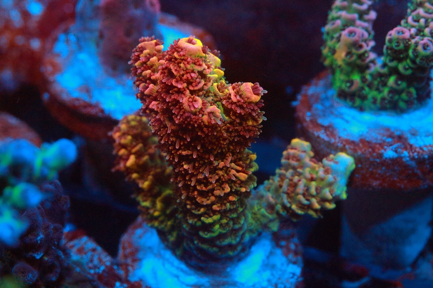 Scarlet Pimpernel Millepora WYSIWYG