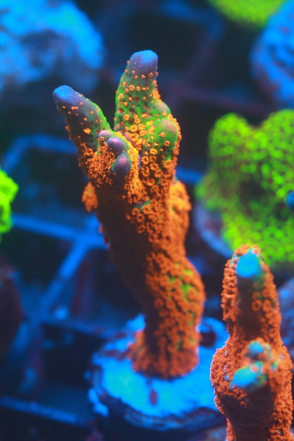 Forest Fire Montipora Medium size