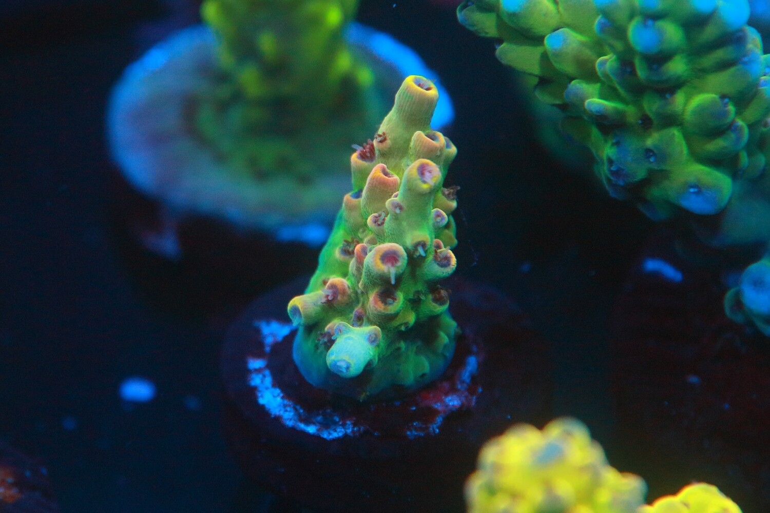 Wonka WYSIWYG