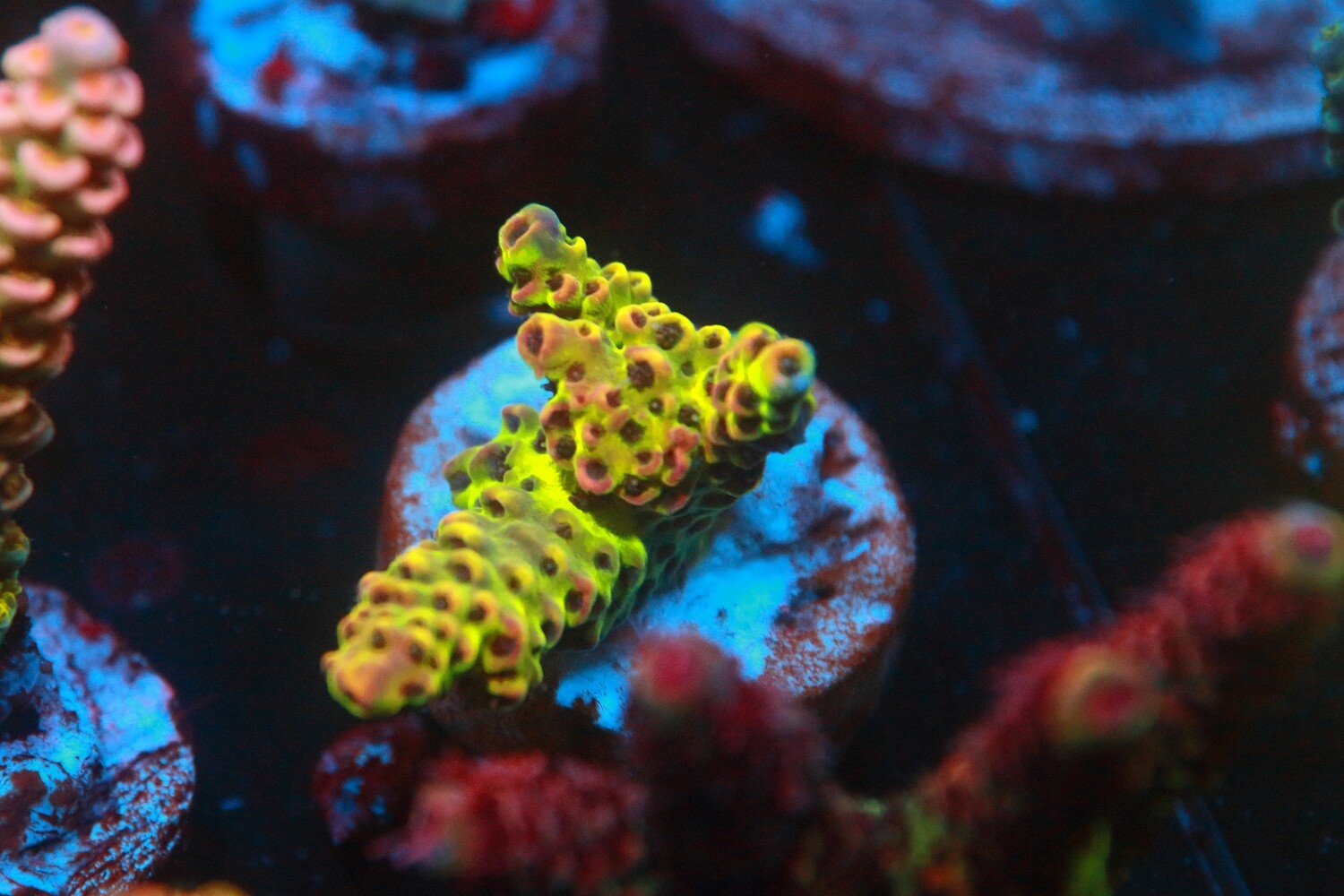 Red Planet acropora