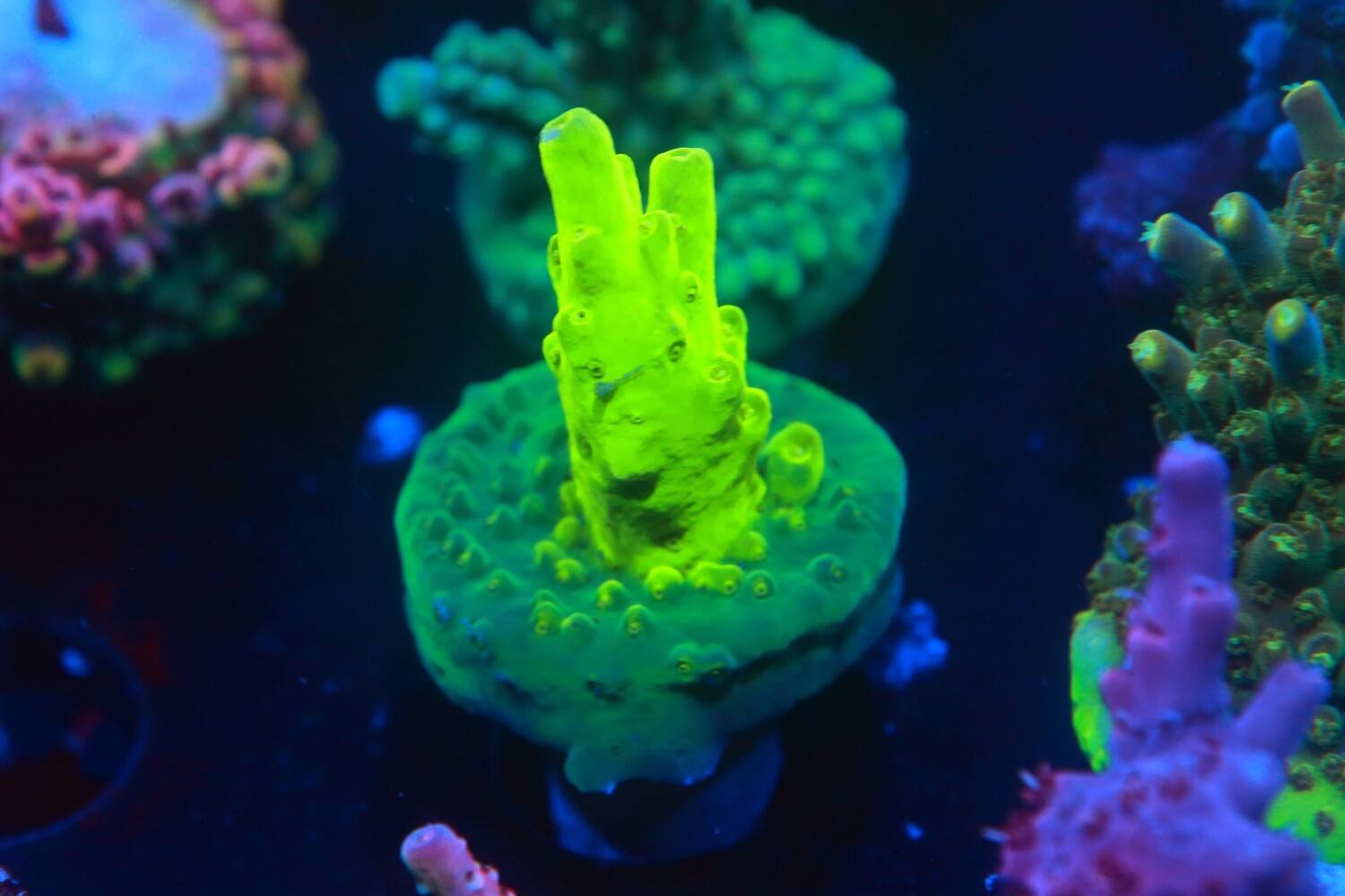 Frog Bomb Acro - WYSIWYG