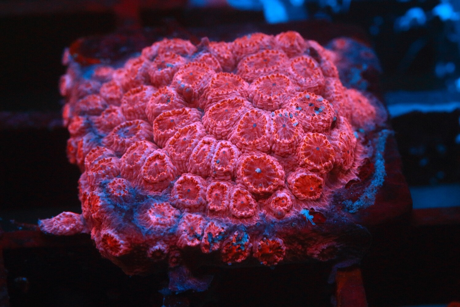 Cherry Lips Cyphastrea WYSIWYG
