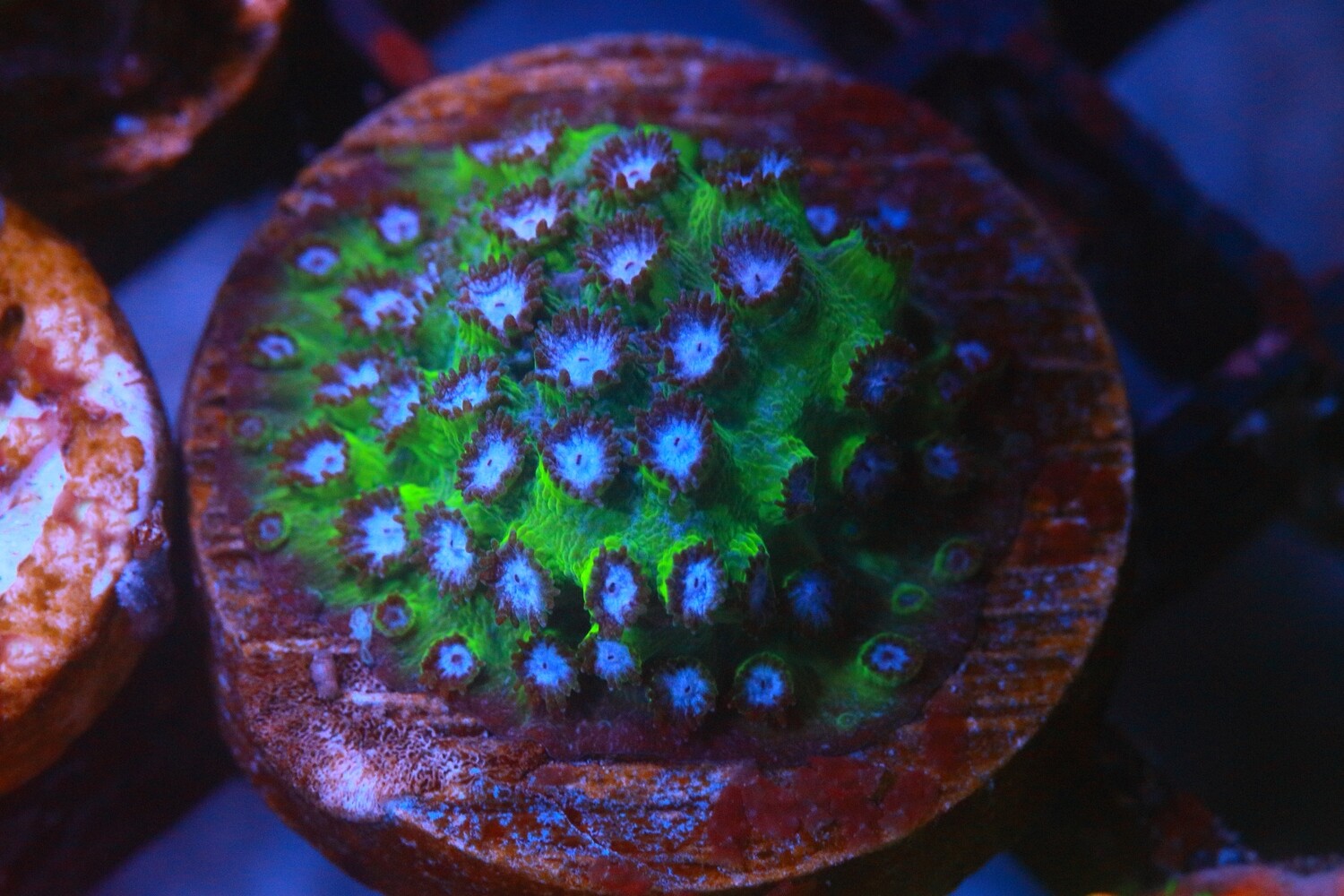 Vortex Cyphastrea WYSIWYG
