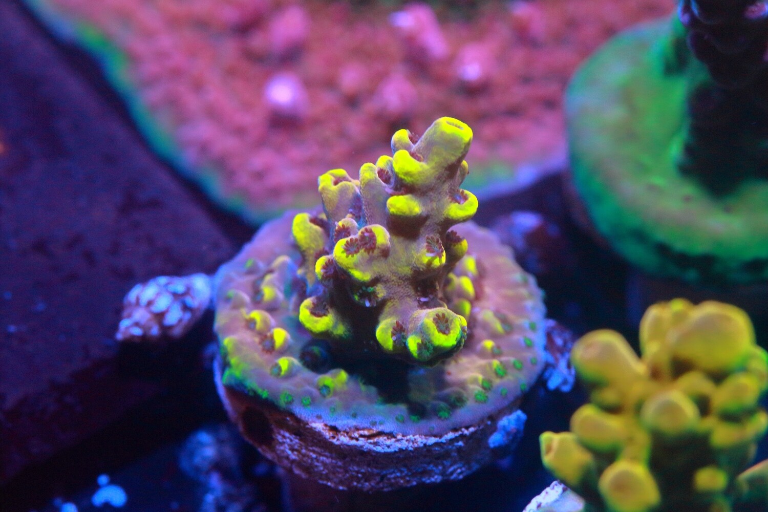 Pikachu Acropora