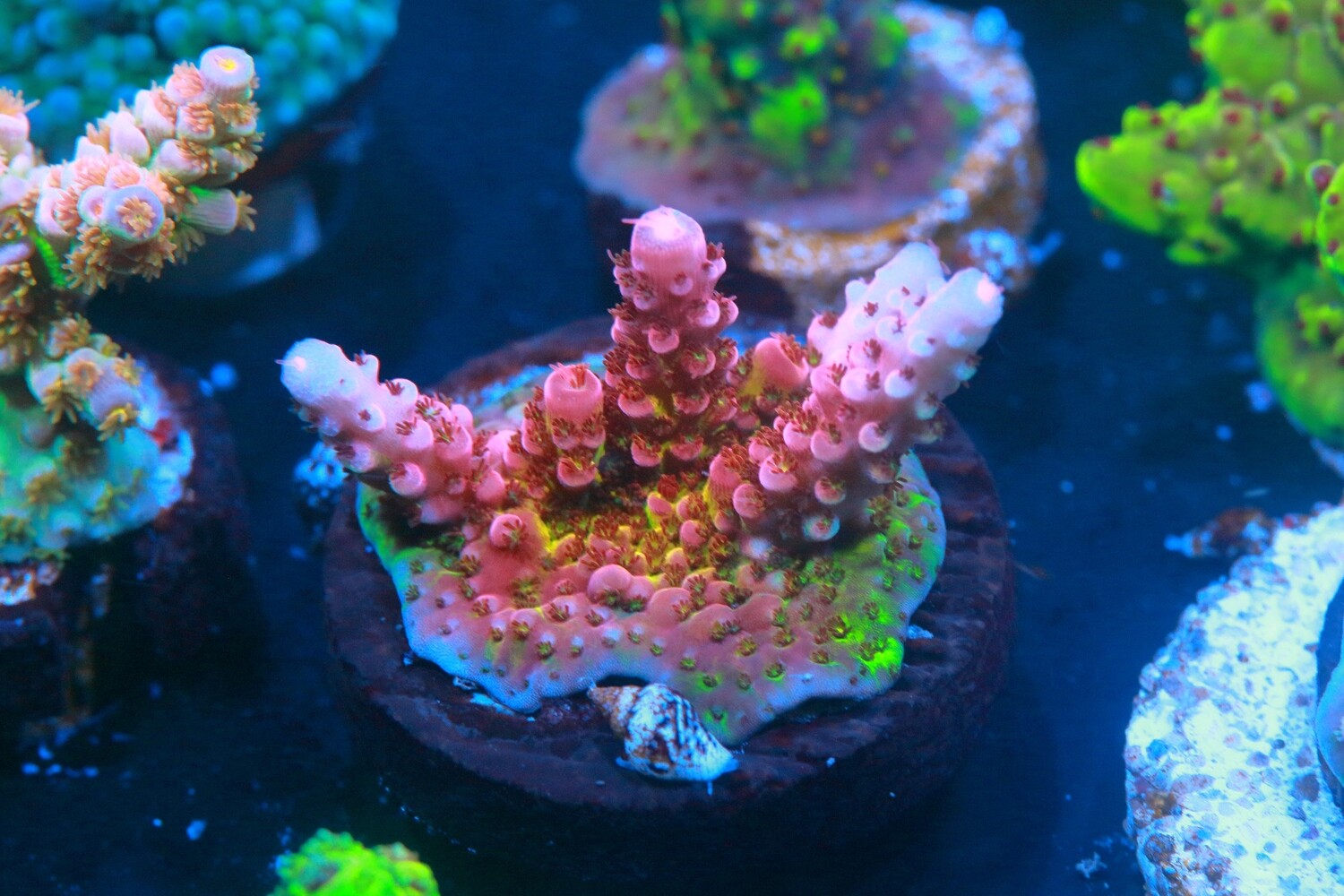 PC Rainbow Acropora WYSIWYG