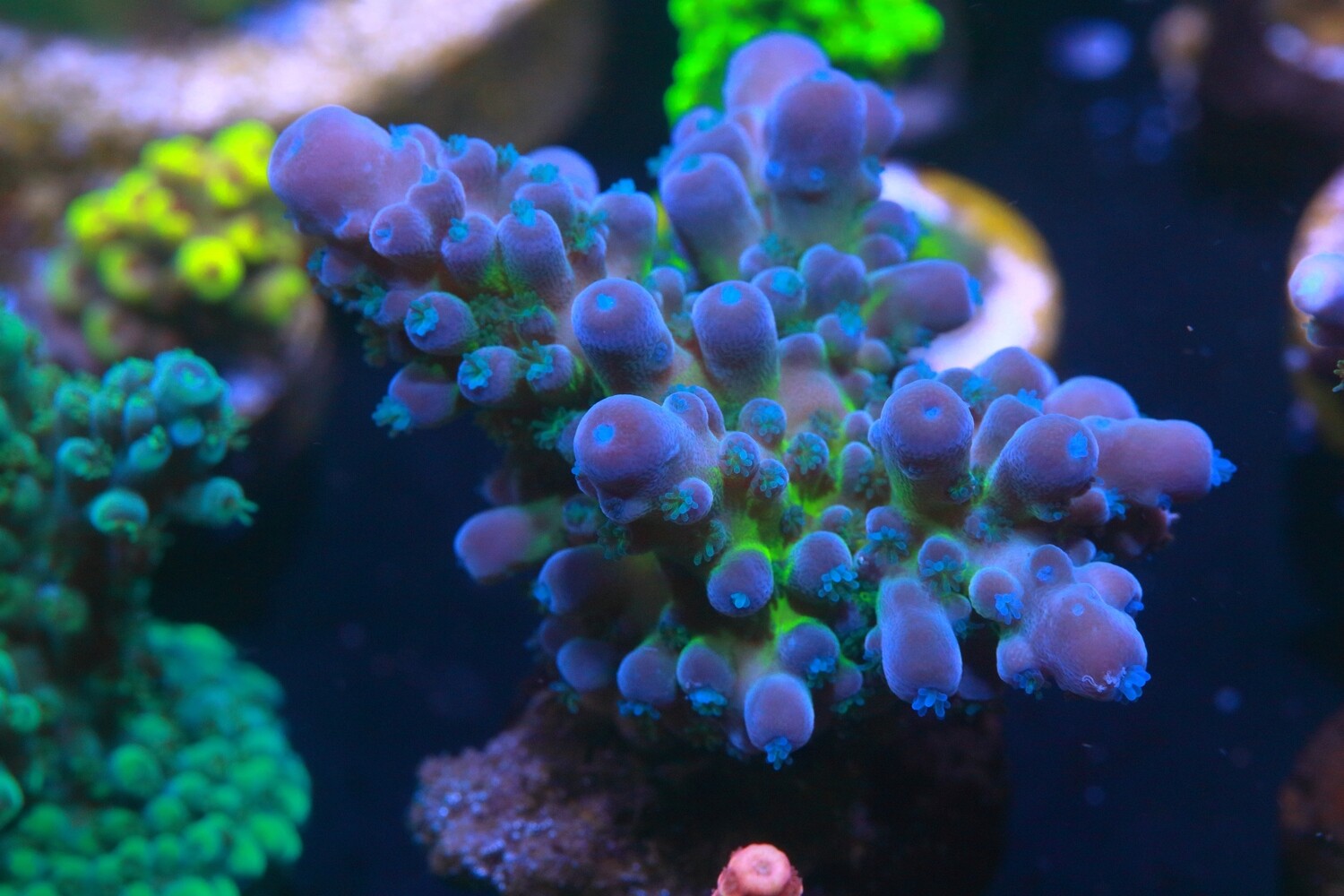 Tony Tortellini's tidy Tort WYSIWYG