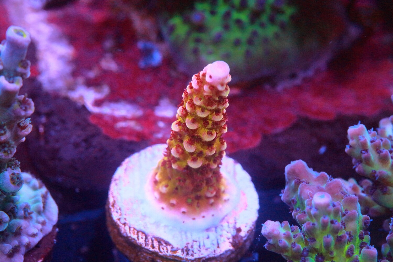 Sourberry Acropora WYSIWYG