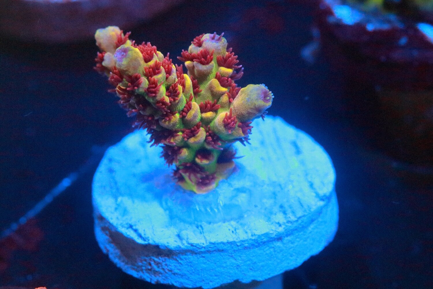 Dirty Devil Acro