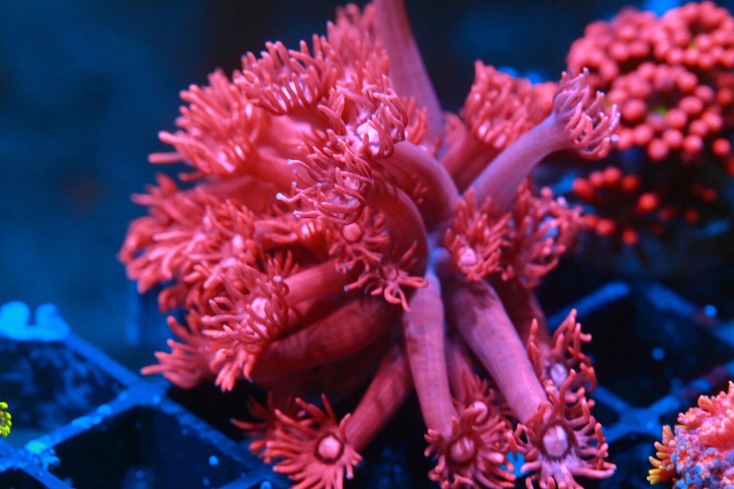 Red Indo Goniopora - WYSIWYG