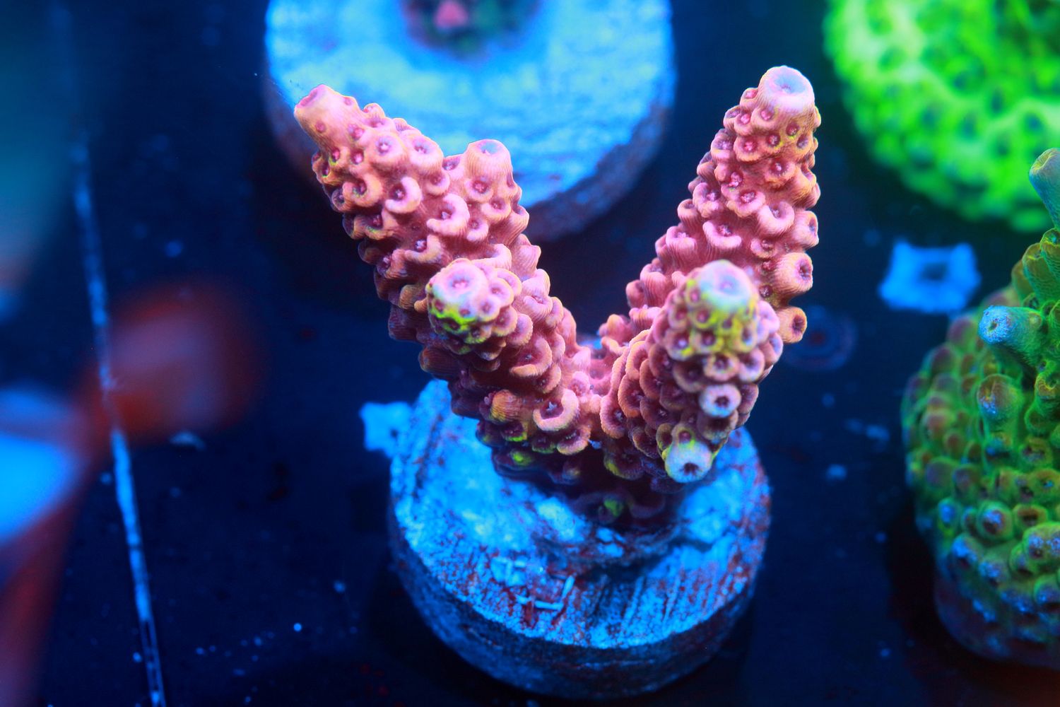 Torch Prostrata acropora