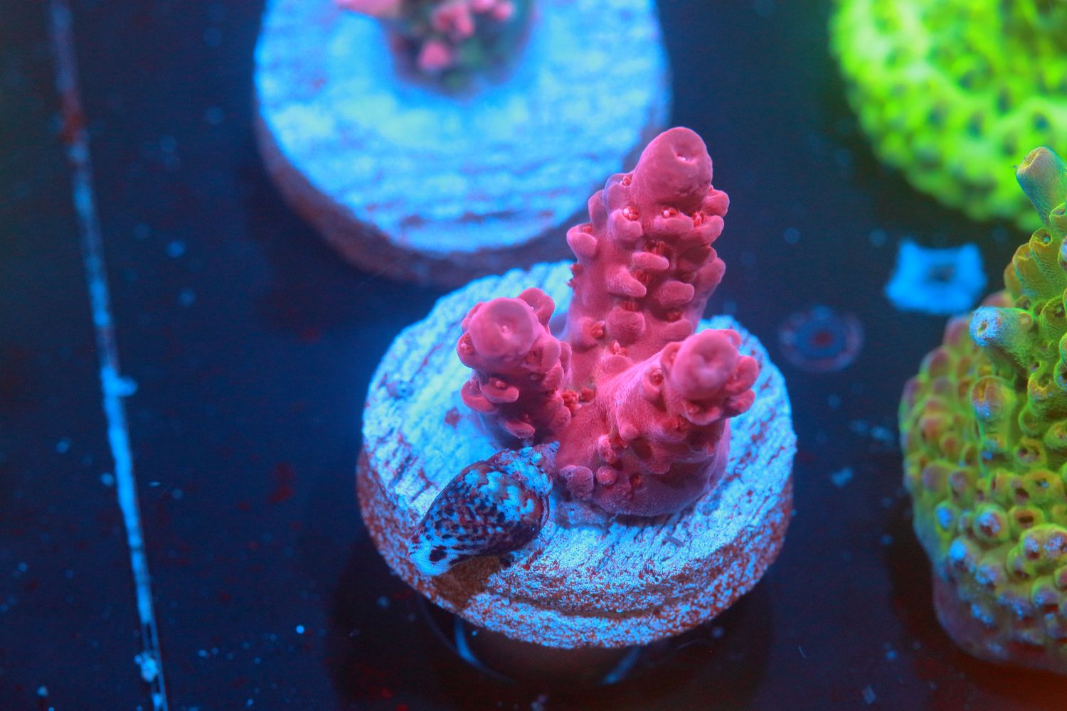 Red Devil  acropora WYSIWYG