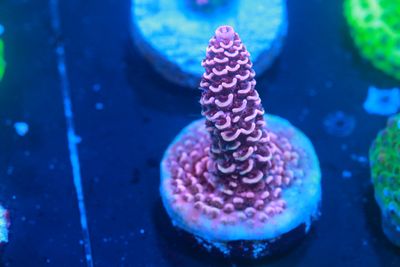Pink and green 'not a milli' acropora WYSIWYG