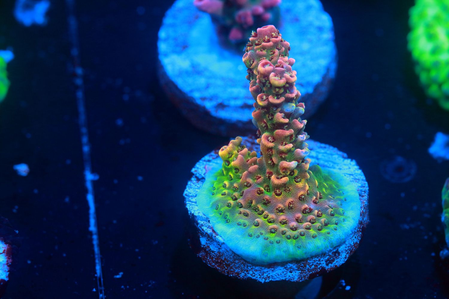 Narnia Acropora WYSIWYG